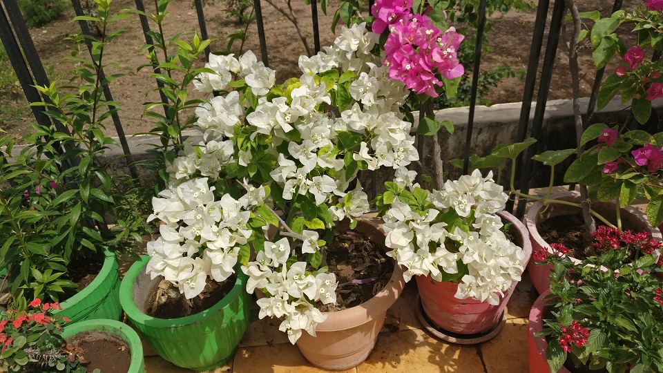Flower1