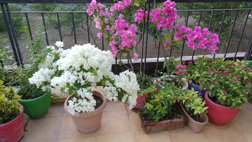 Flower2