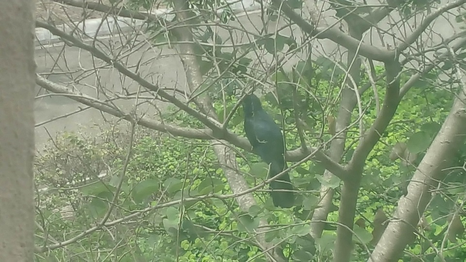 Blackbird